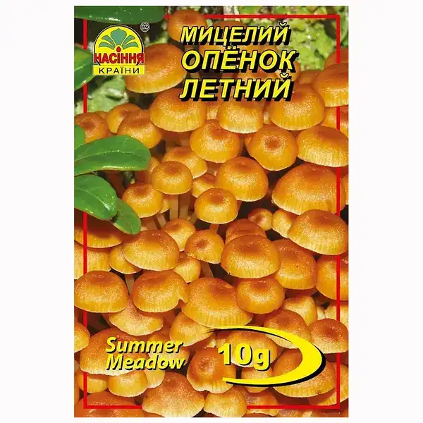 Міцелій Опеньок літній