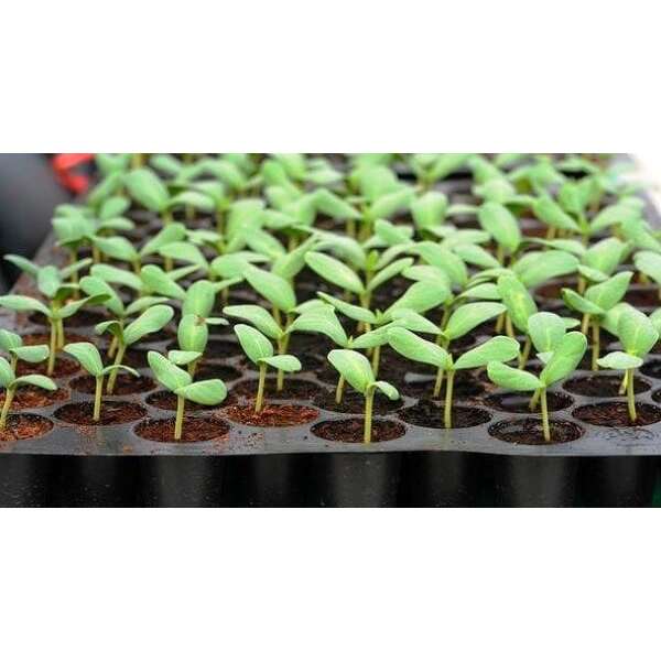 горщик КАСЕТА з піддоном 36 яч. 44*21*8 см.