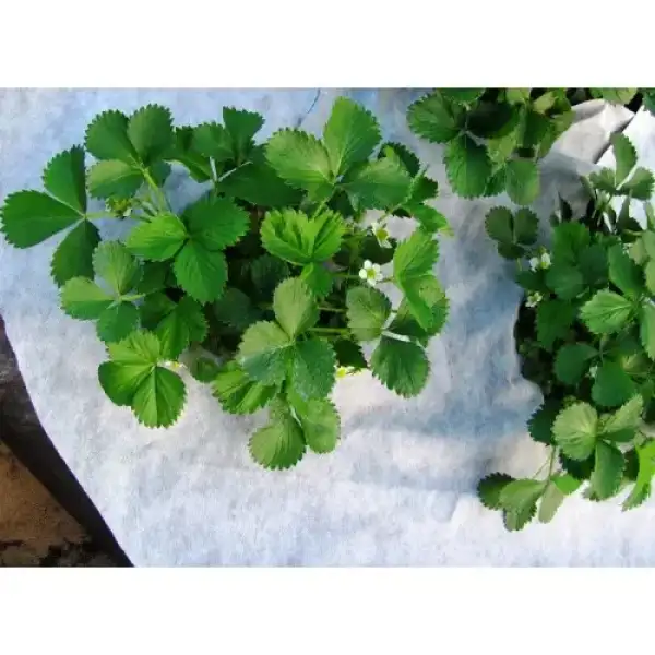 Агроволокно чорно біле 50 г/м2, ширина 1,6 м, ТМ premium agro, 1 м