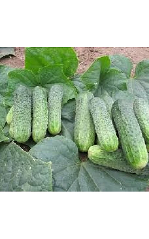 Огірок Джустіна 10 шт ТМ inter seeds