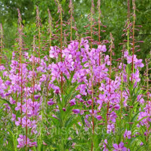 Іван чай дрібнолистовий з лісовою мальвою 50 г