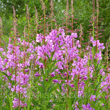Іван чай дрібнолистовий з лісовою мальвою 50 г Іван чай дрібнолистовий з лісовою мальвою 50 г