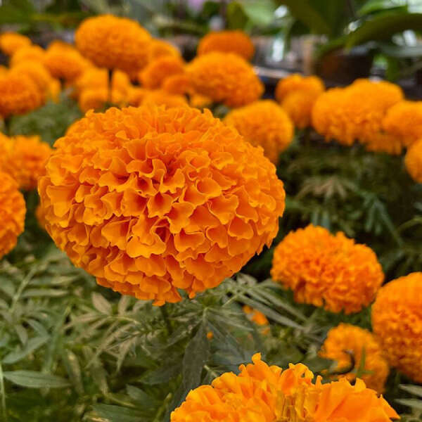 квіти Чорнобривці Гаваї 0,5 г ТМ Насіння України