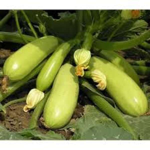 кабачок Іскандер f1 5шт ТМ good seeds